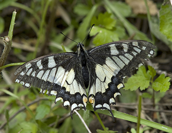 Papilio machaon Papilionidae